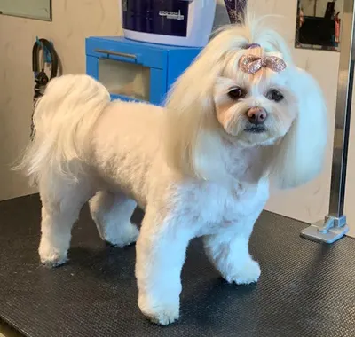 Salon Pielęgnacji Zwierząt domowych BOO Agata Drażba